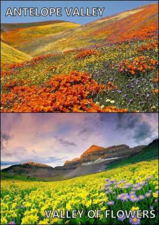 Valley-of-Flowers-1