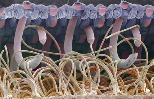 SEM-Scanning-Electron-Microscopic-Images-1