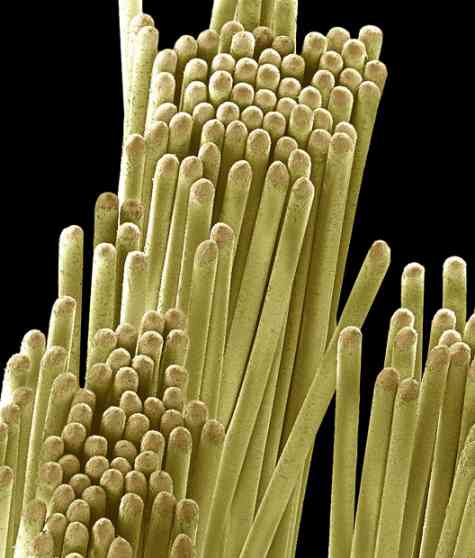 SEM-Scanning-Electron-Microscopic-Images-4