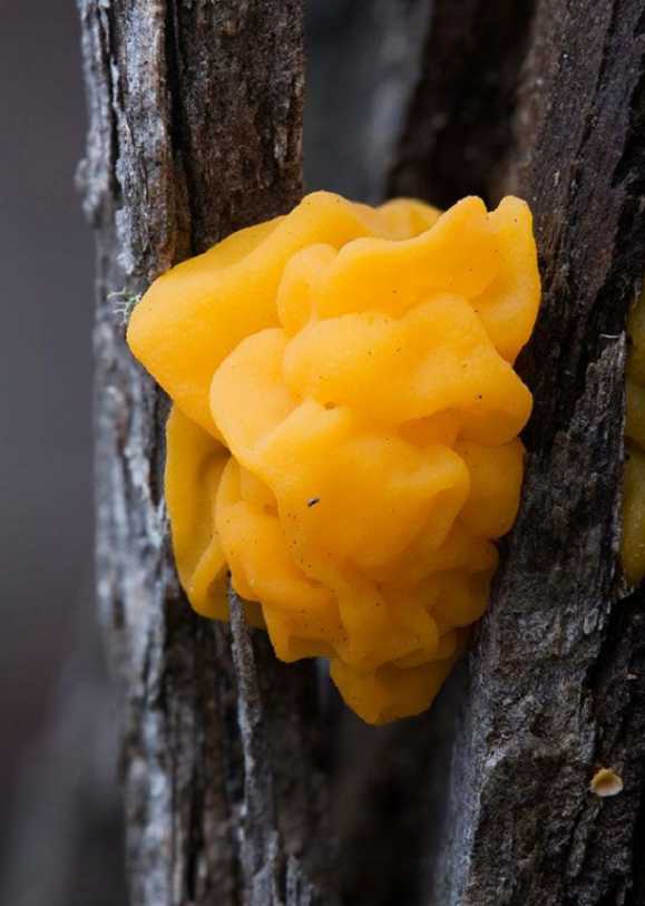 Golden-Jelly-Fungus