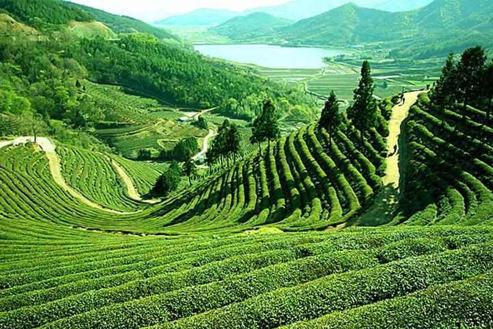 Amazing-Places-In-India-Darjeeling-Tea-Fields