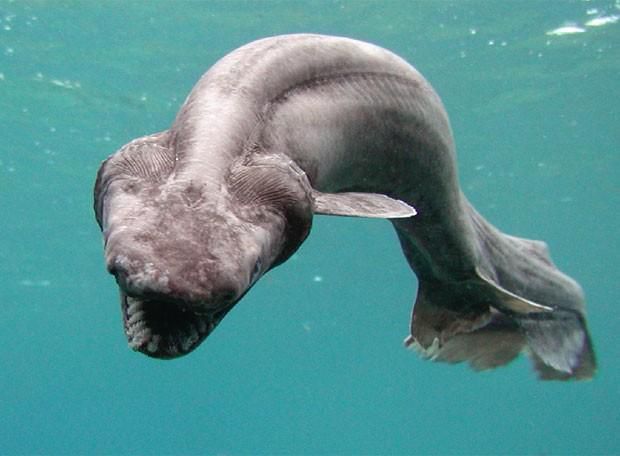 Deep-Sea-Creatures-Frilled-Shark