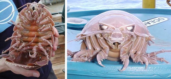 Deep-Sea-Creatures-Giant-Isopod