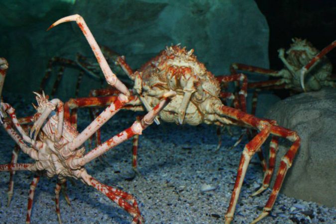 Deep-Sea-Creatures-Giant-Spider-Crab