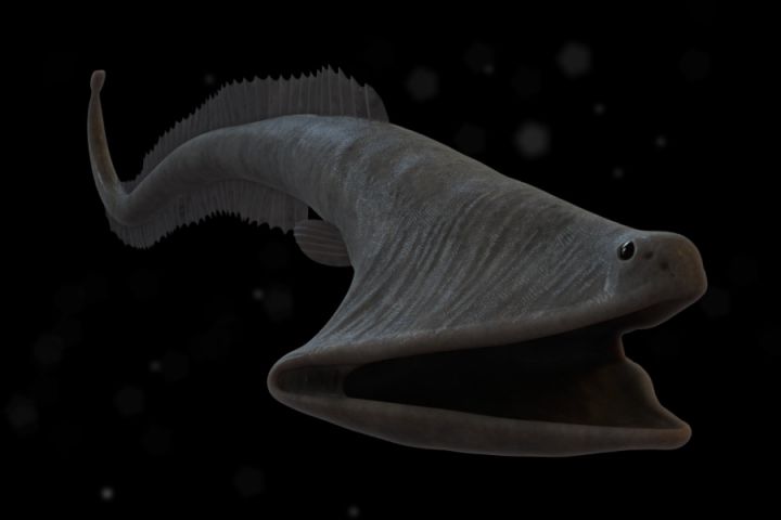 Deep-Sea-Creatures-Gulper-Eel