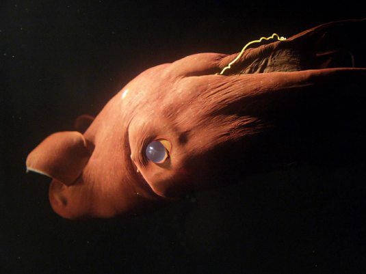 Deep-Sea-Creatures-Vampire-Squid