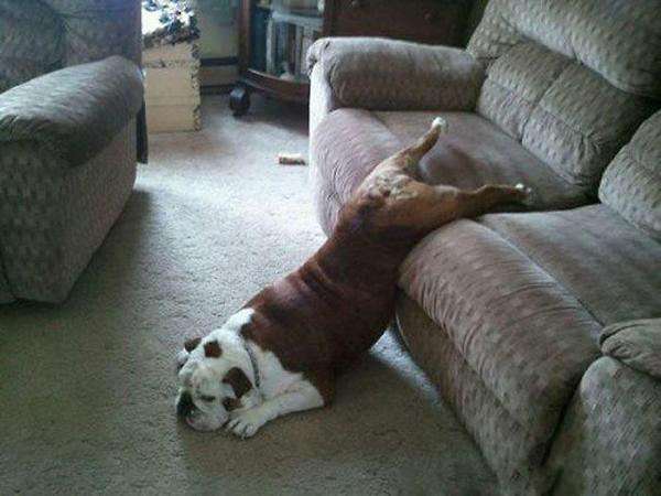 Funny-Hilarious-Lazy-Animals-Dog