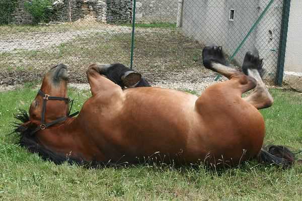 Funny-Hilarious-Lazy-Animals-horse