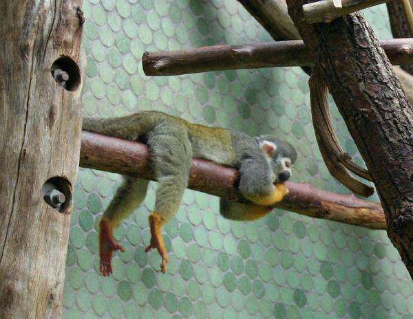 Funny-Hilarious-Lazy-Animals-monkey