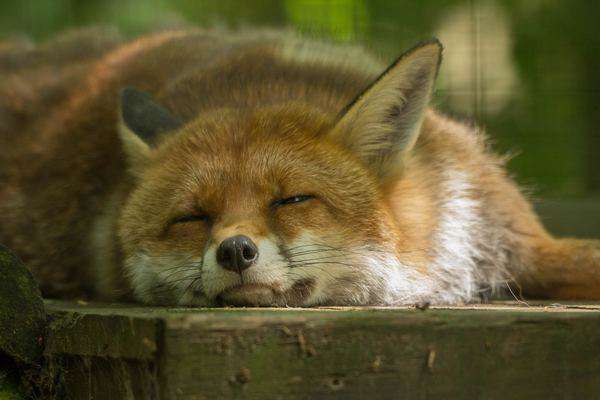 Funny-Hilarious-Lazy-Animals-wolf-2