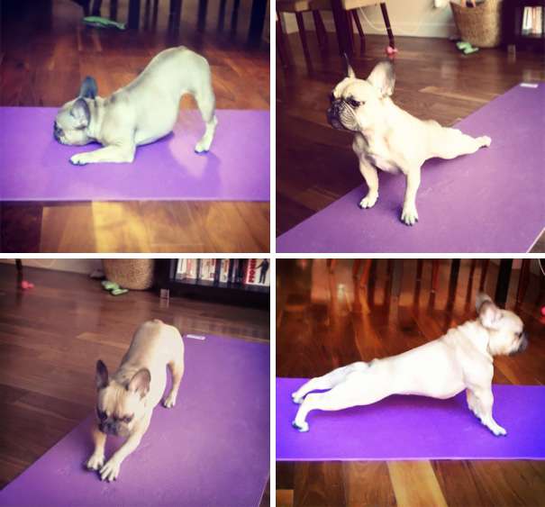 Animals-Doing-Yoga-Poses