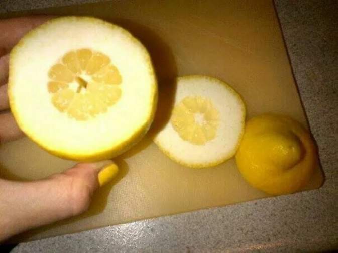 Disappointed-With-Life-Funny-Lemon