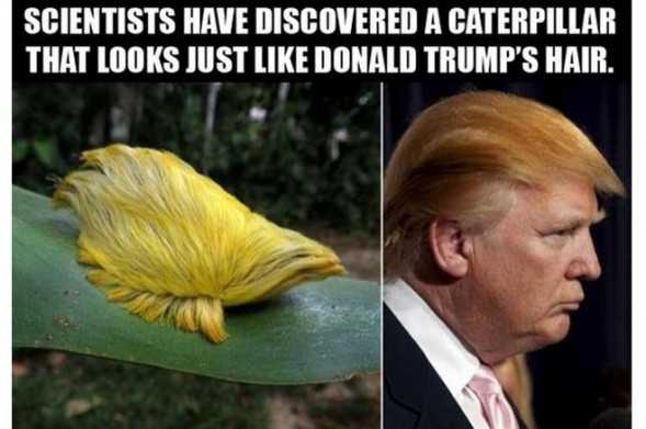 Donald-Trump-Memes-funny-Look-alike