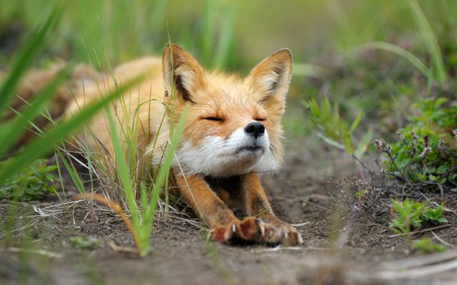 Baby-Fox