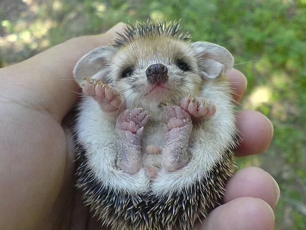 Baby-Hedgehog
