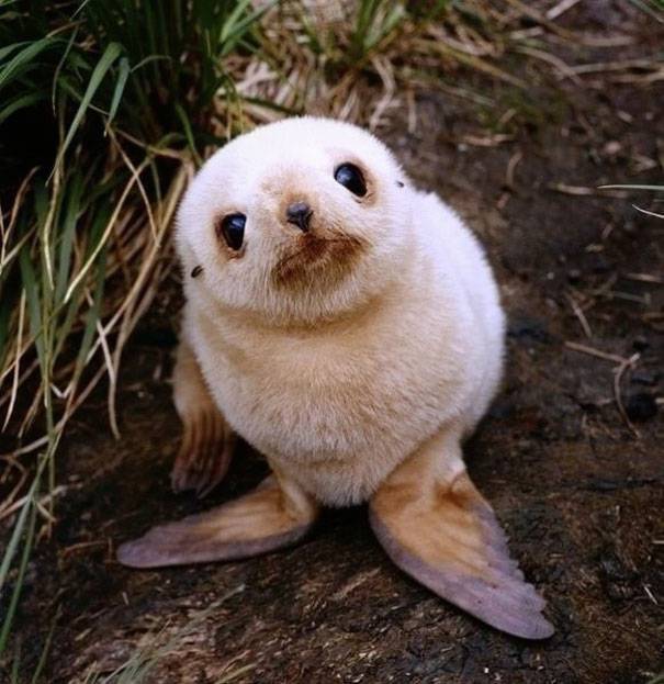 Baby-Seal