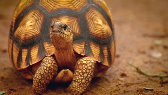 Ploughshare-Tortoise