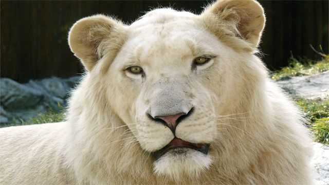 White-Lion