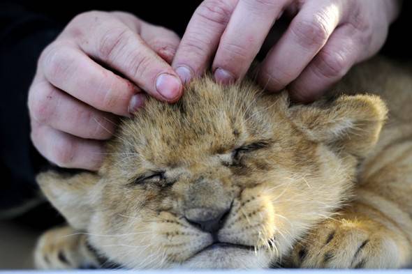 Cute-Lion-Cubs-10