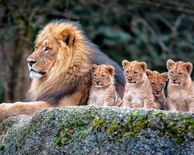Cute-Lion-Cubs-3