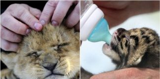 Pictures of Cute Lion Cubs
