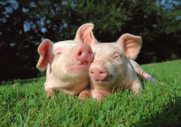 Cute-Pigs-Adorable-Pictures-2