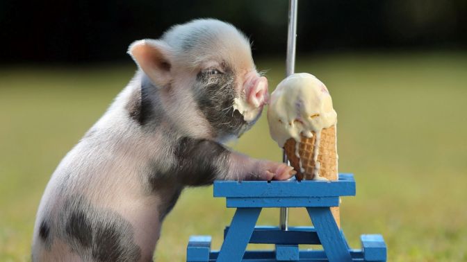 Cute-Pigs-Adorable-Pictures-8