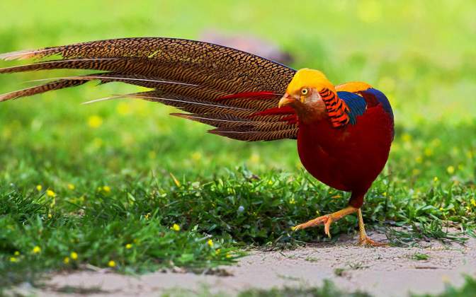 Beautiful-Birds-Golden-Pheasant