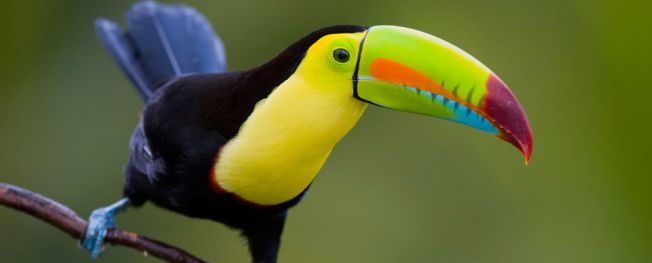 Beautiful-Birds-Keel-billed-Toucans