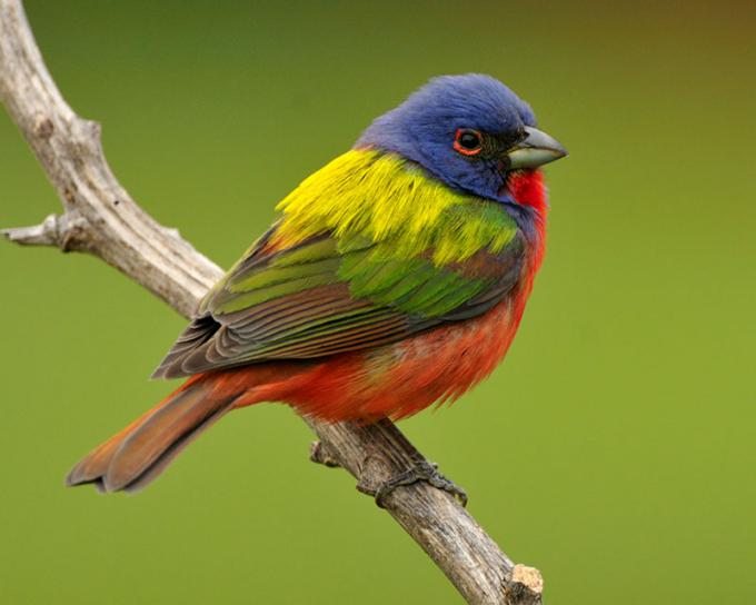 Beautiful-Birds-Painted-Bunting