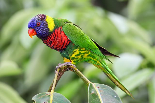 Beautiful-Birds-Rainbow-Lorikeet