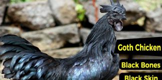 Rare Black Goth Chicken