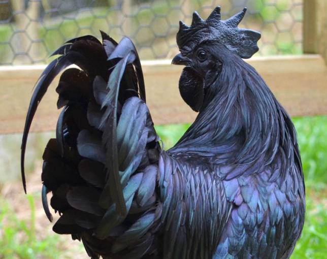 Rare-Black-Goth-Chicken-2
