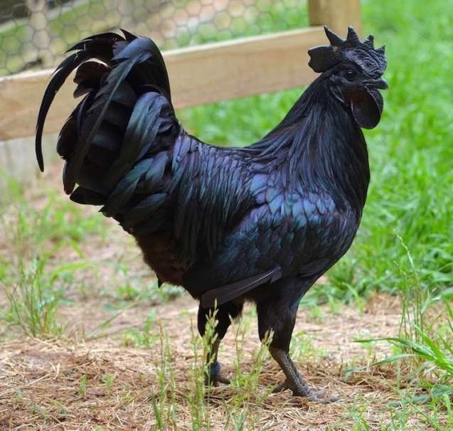 Rare-Black-Goth-Chicken-5