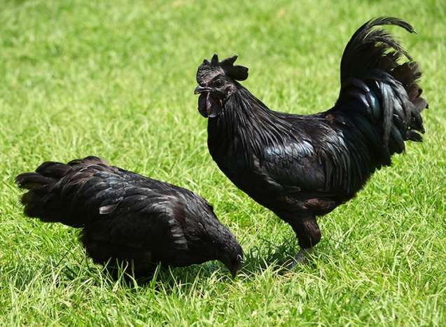 Rare-Black-Goth-Chicken-6