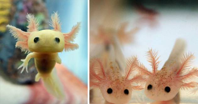 Baby-Axolotl