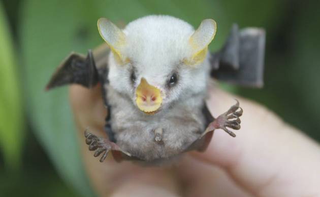 Fluffy-Honduran-White-Bat-Baby