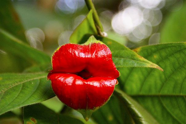 Hooker’s-Lips-Psychotria-Elata
