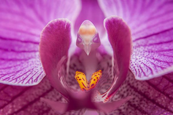 Moth-Orchid-Phalaenopsis