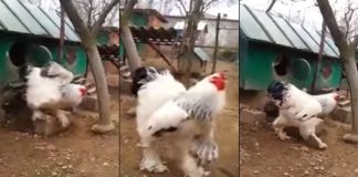 World's Biggest Chicken Brahmans