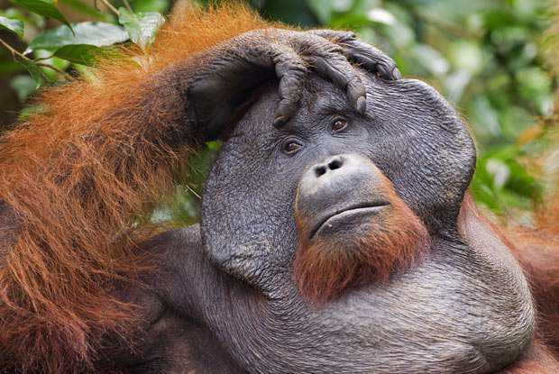 Endangered-Animal-Orangutan