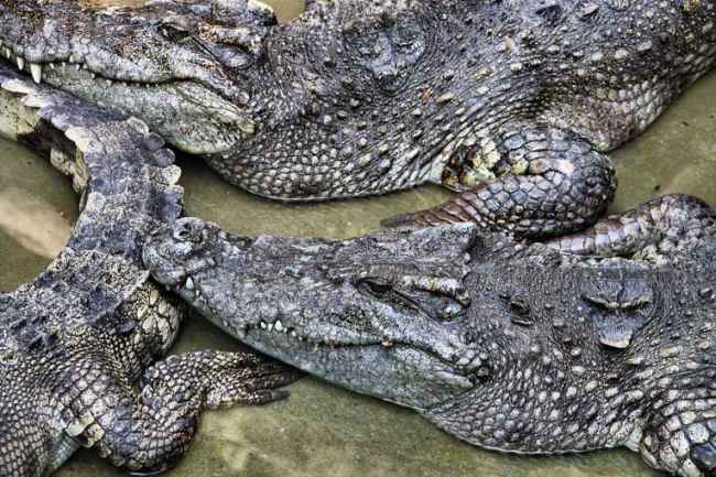 Endangered-Animal-Siamese-Crocodile