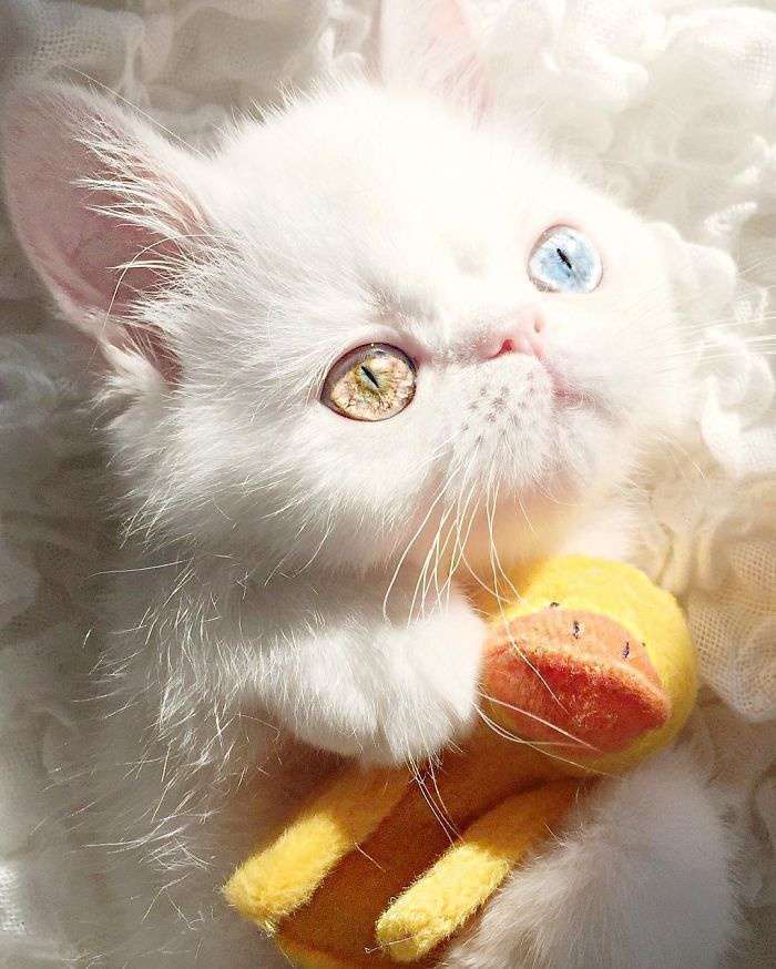 Kitten-With-Heterochromia-9