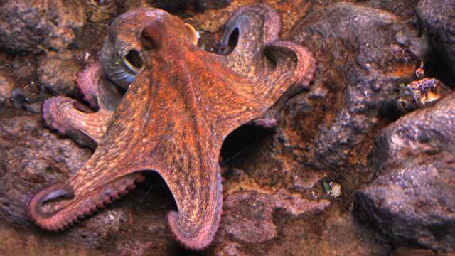 Smart-Animal-Octopus