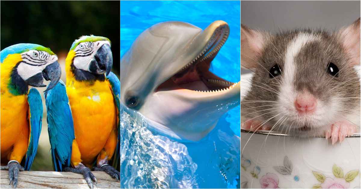 Top 10 Smartest Animals On Earth That Are Too Intelligent