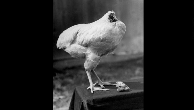 Miracle-Mike-The-Headless-Chicken-4