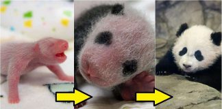 First 100 Days Of A Panda's Growth