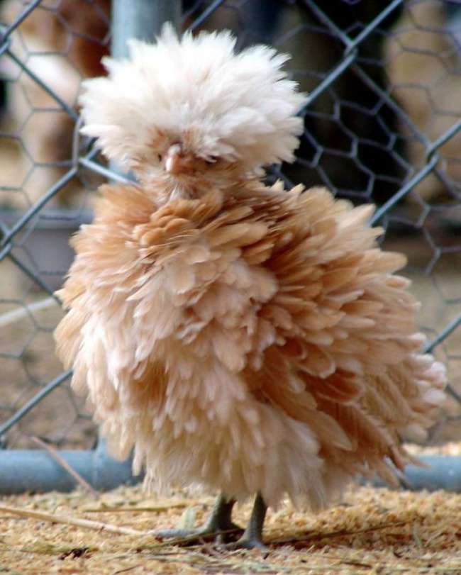 Polish-Buff-Laced-Chicken