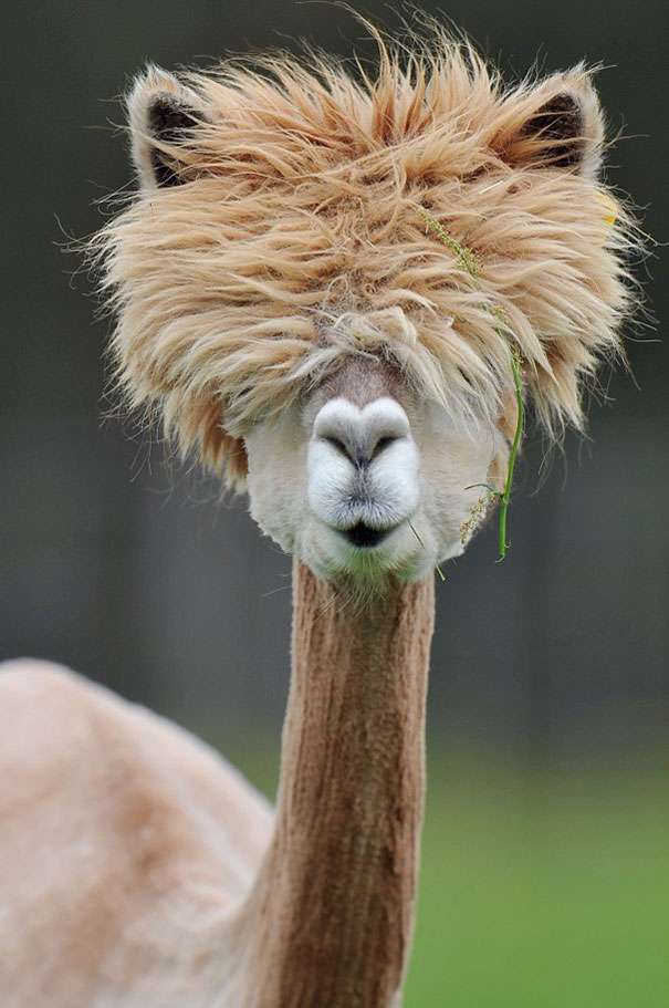 10 Beautiful Animals Whose Natural Hair Will Make You Jealous